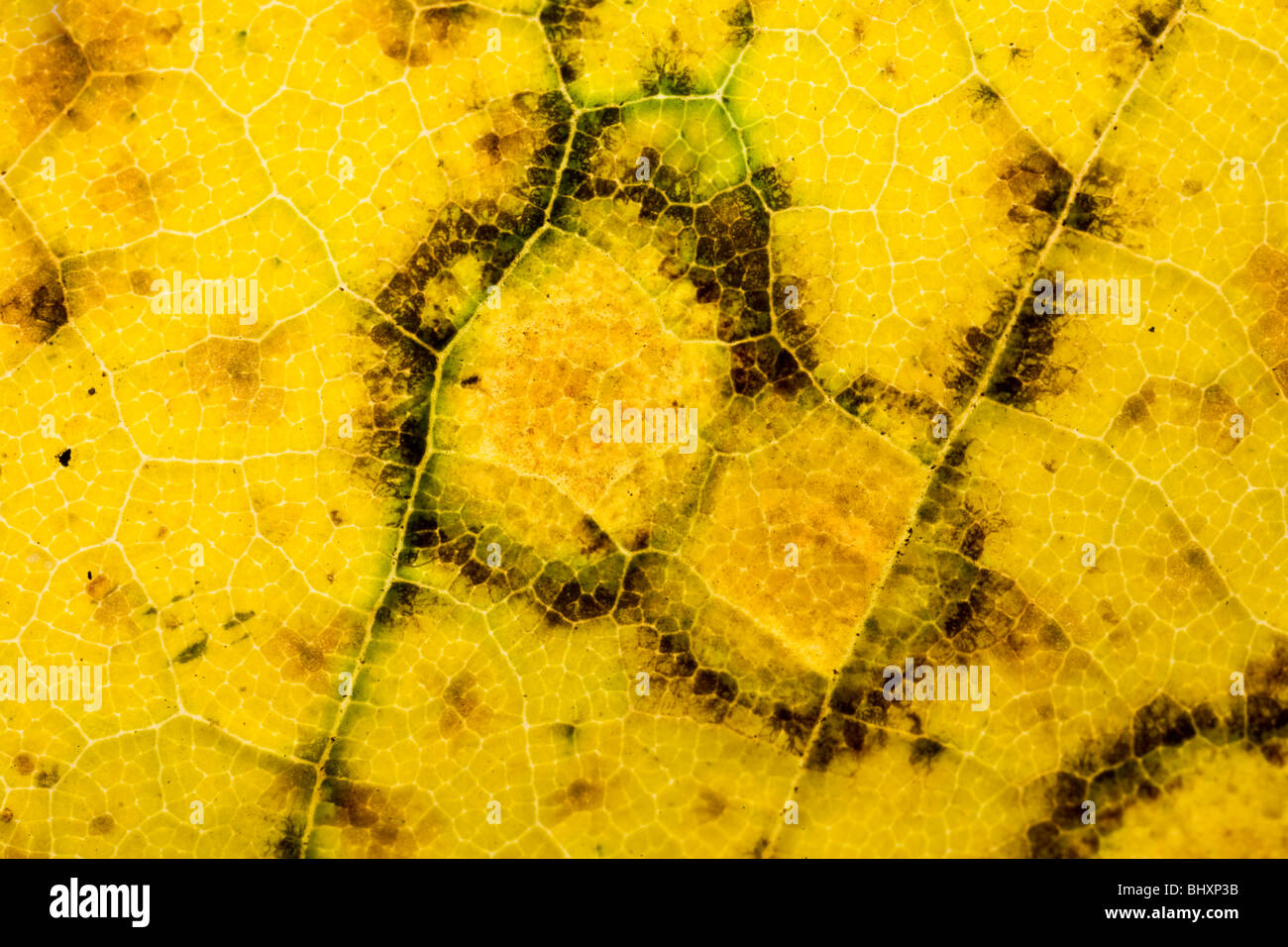 autumn foliage Stock Photo