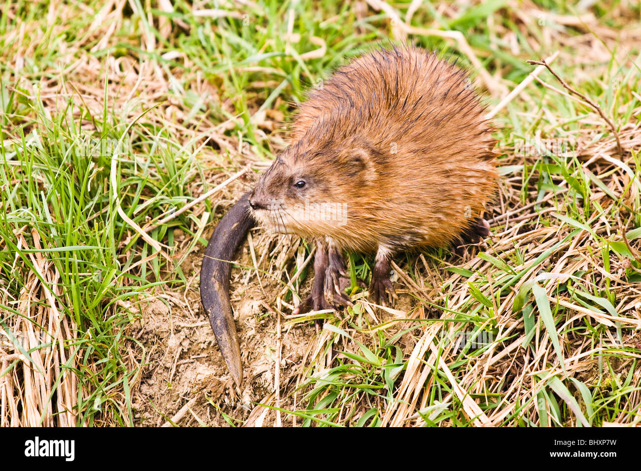 Undatra muskrat (Ondatra zibethicus Stock Photo - Alamy