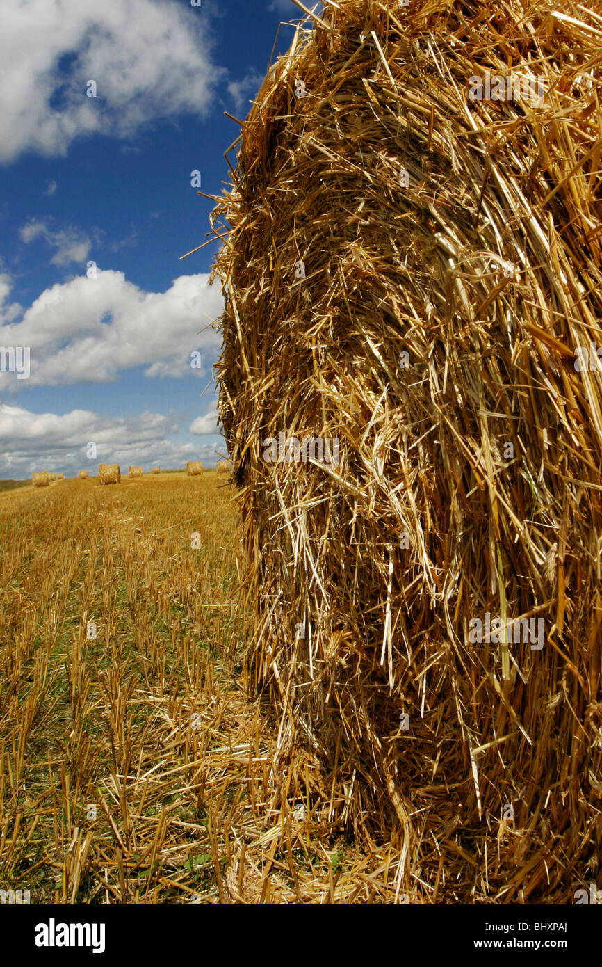 Straw balls on a field Stock Photo