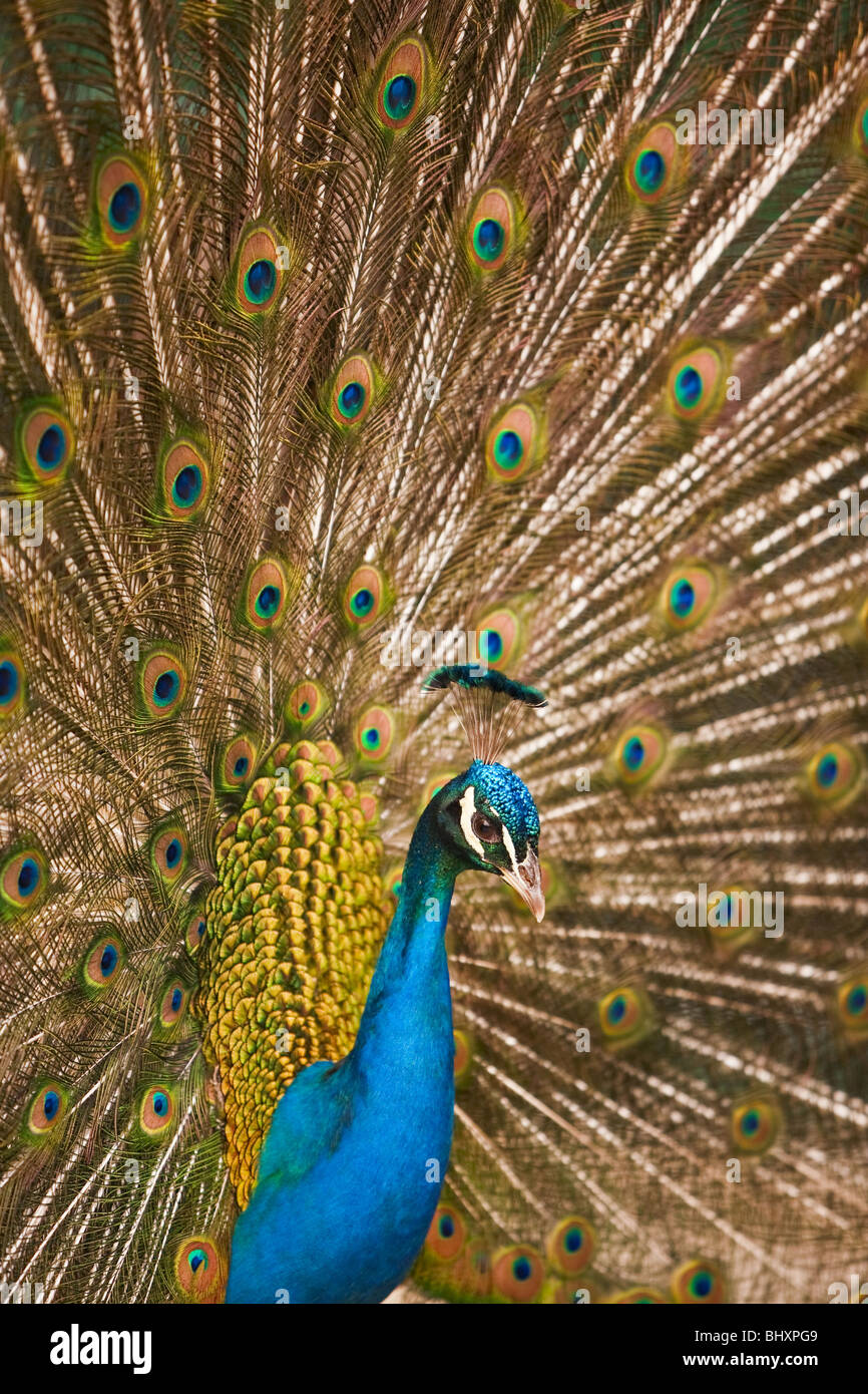 blue peafowl (Pavo cristatus) Stock Photo