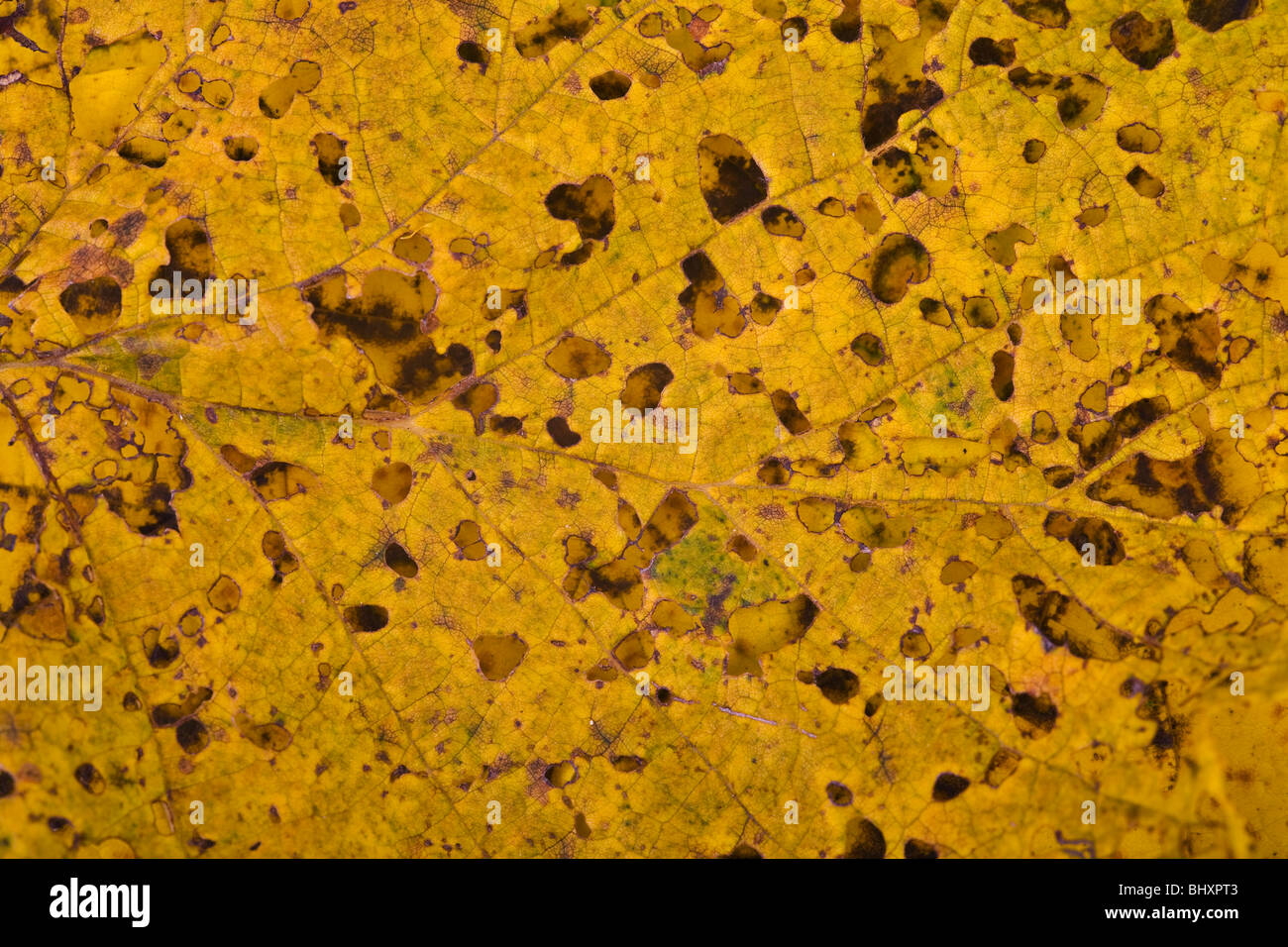 autumn foliage Stock Photo