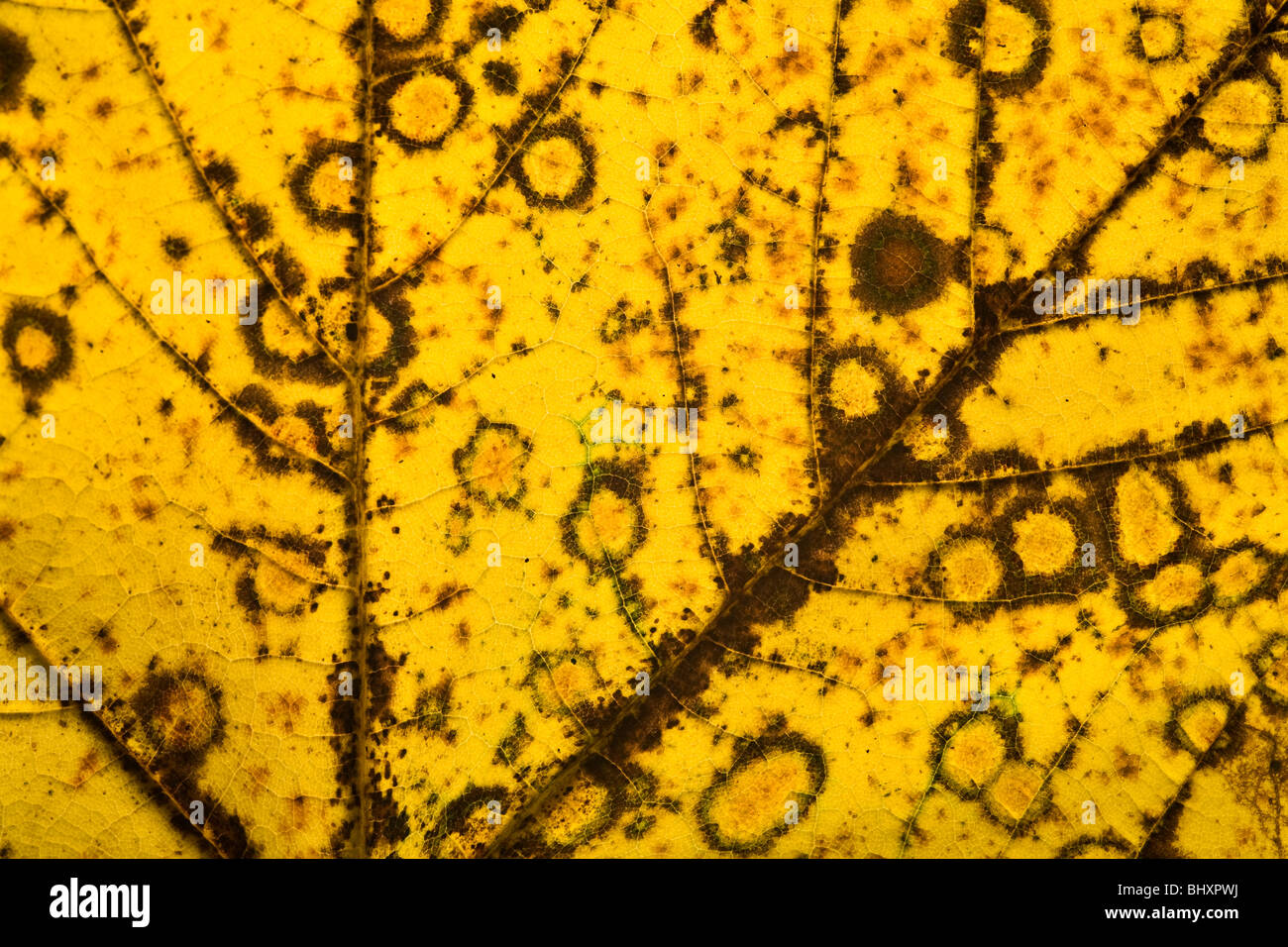 autumn foliage Stock Photo