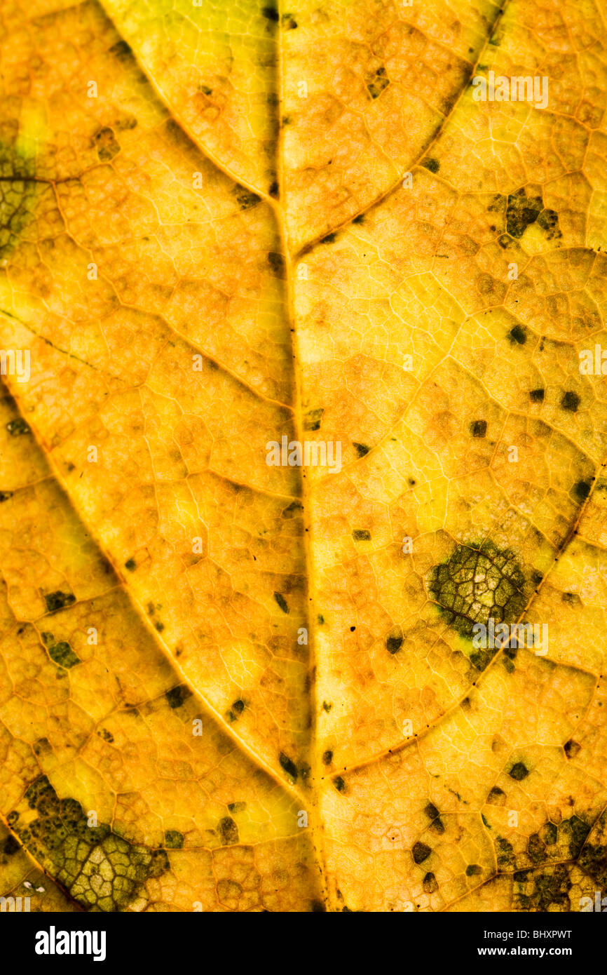 autumn foliage Stock Photo