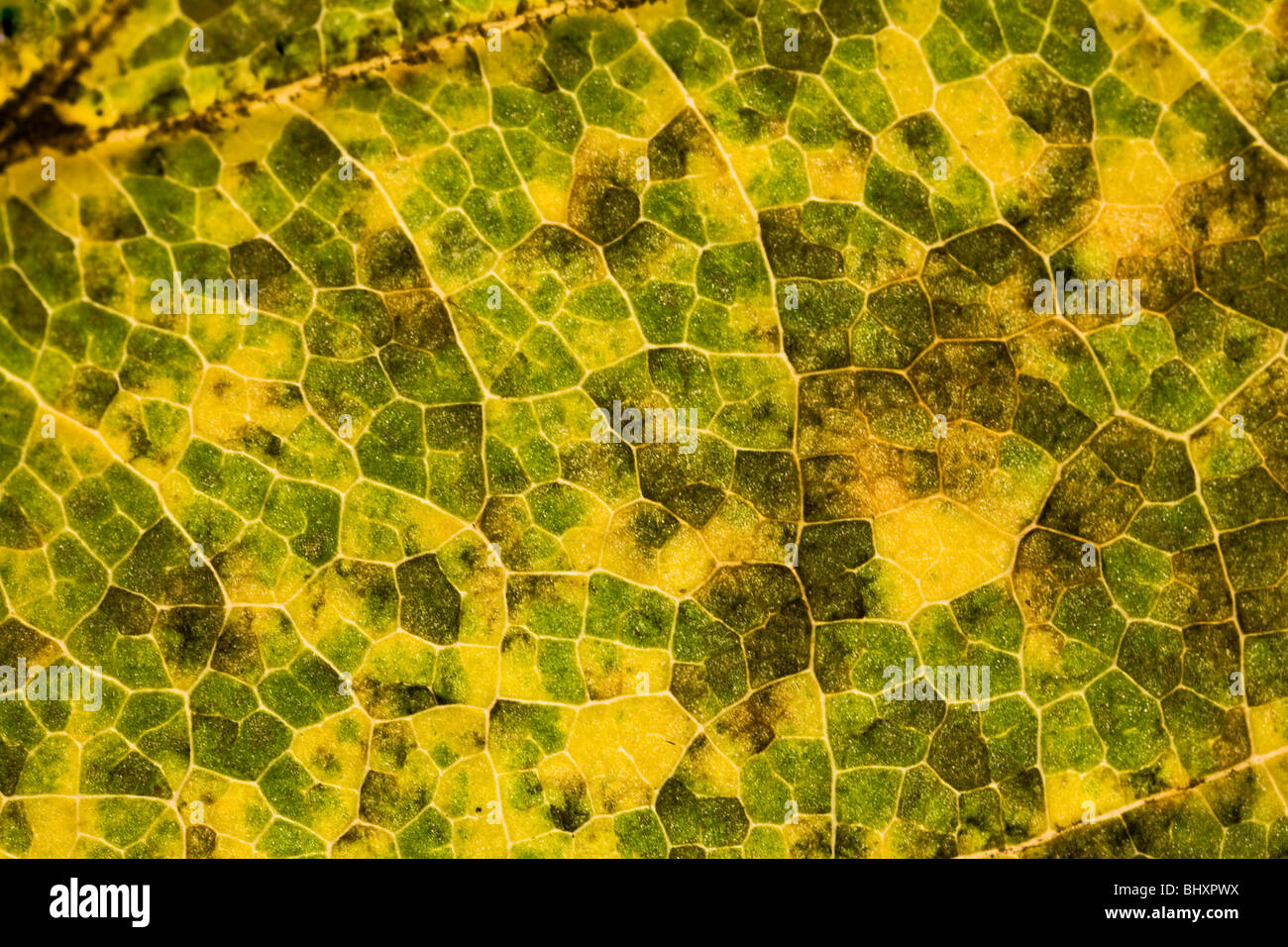 autumn foliage Stock Photo