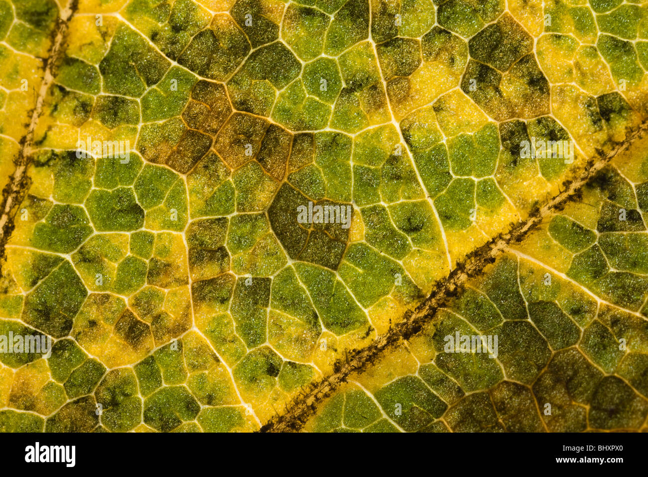 autumn foliage Stock Photo