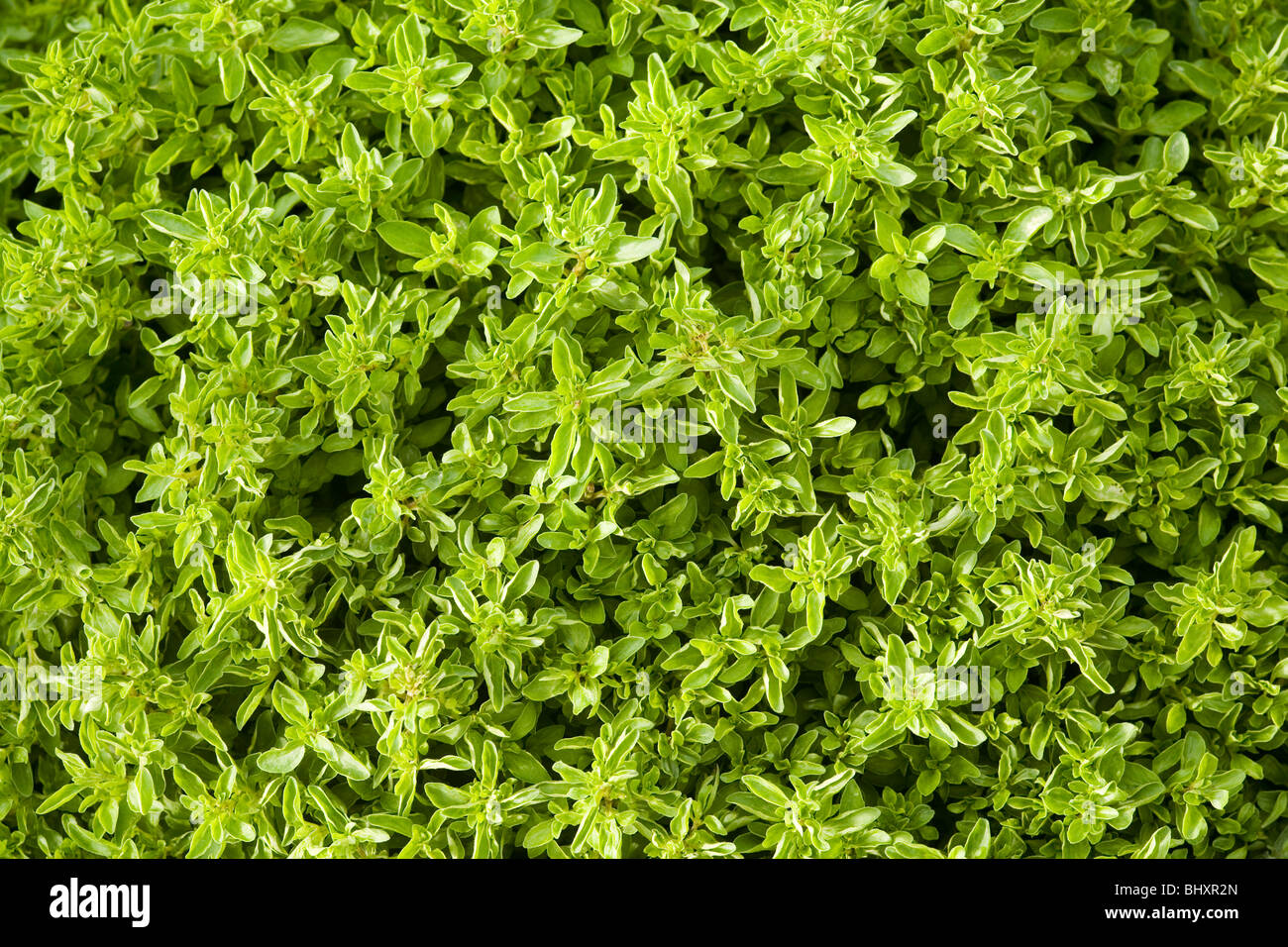 Oregano (Origanum vulgare var.compactum) Stock Photo