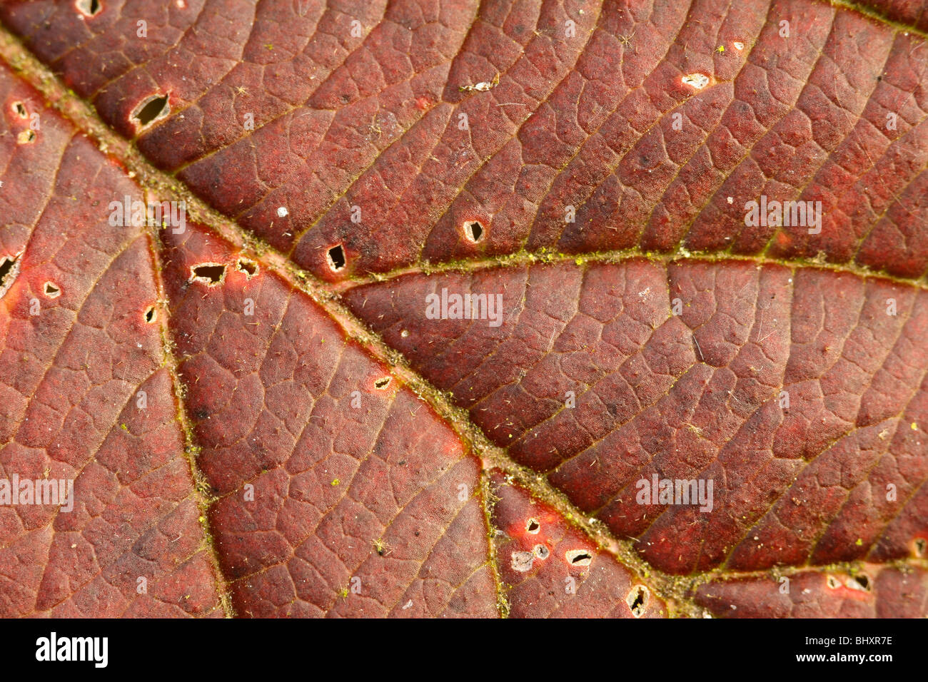 Autumn forest Stock Photo