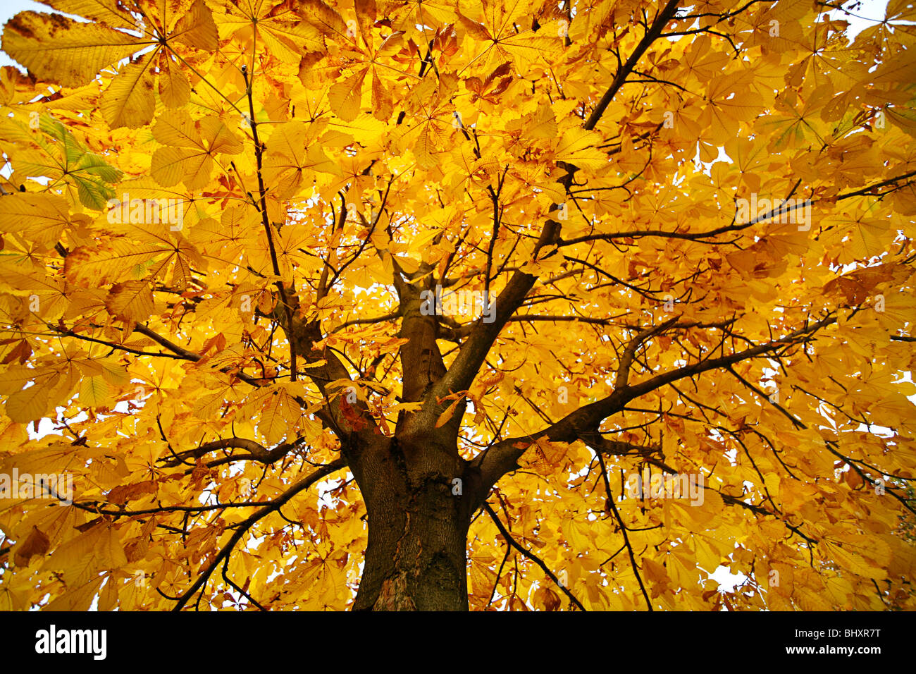 Chestnut in autumn Stock Photo