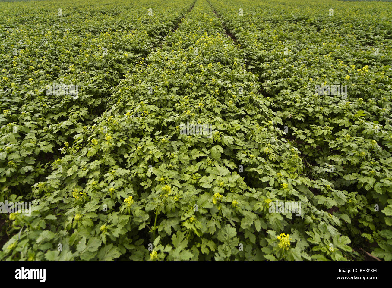 Blossoming field mustard hires stock photography and images Alamy