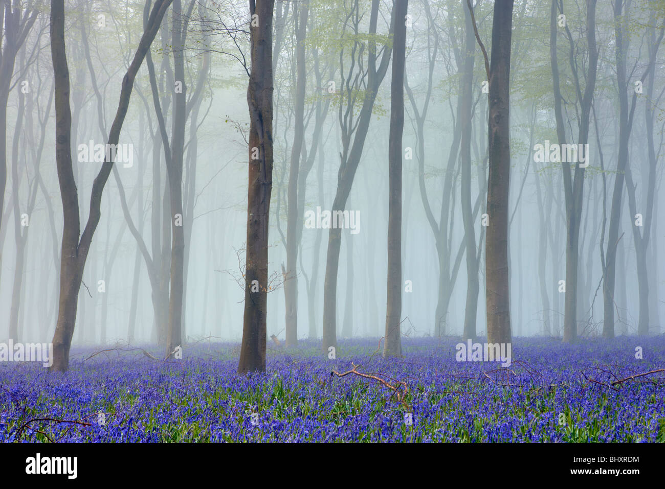English bluebell wood with morning mist Stock Photo
