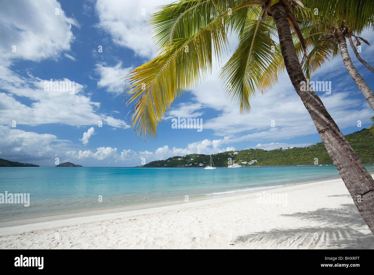 Palm trees along a tropical beach in US Virgin Islands Stock Photo