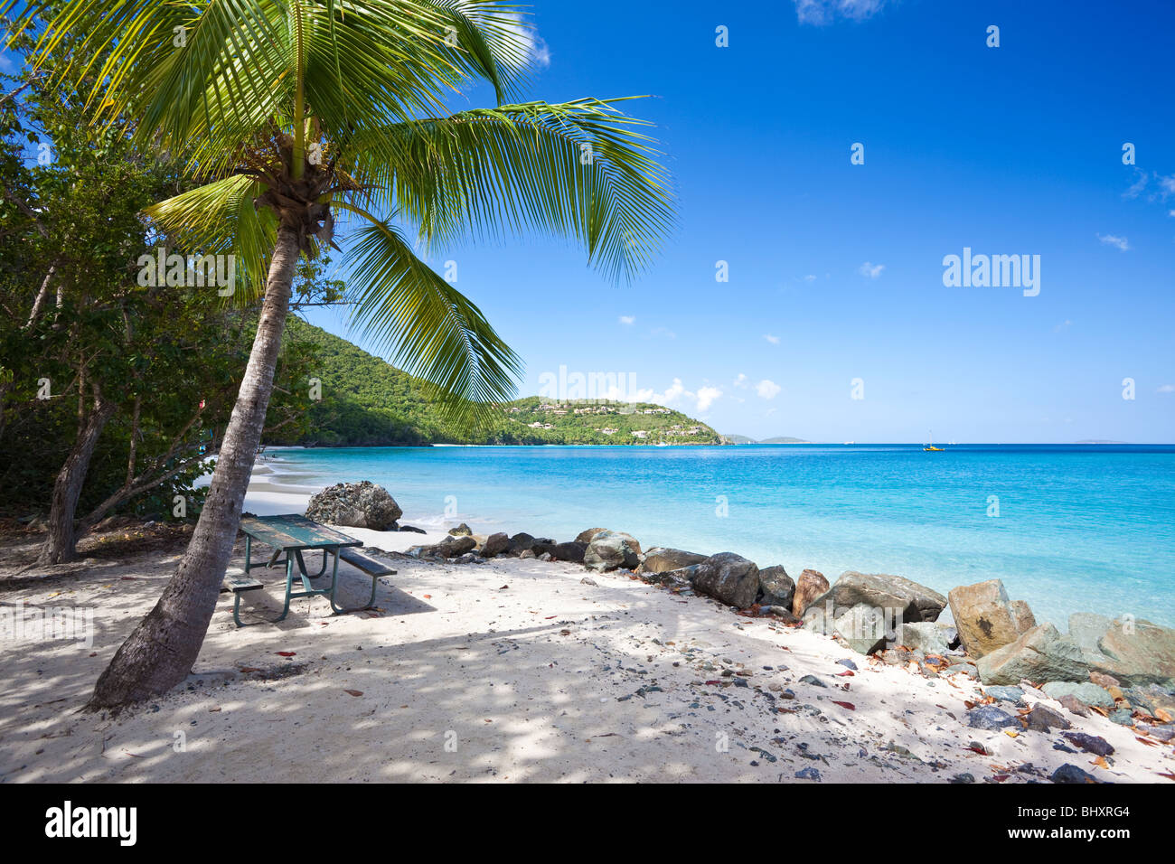 Palm trees along a tropical beach in US Virgin Islands Stock Photo