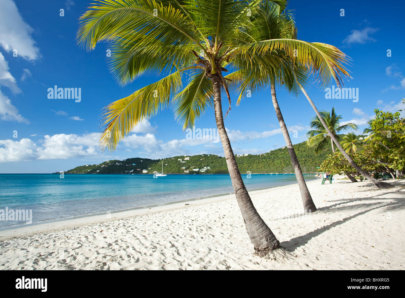 Palm trees at Magens Bay beach in US Virgin Islands Stock Photo
