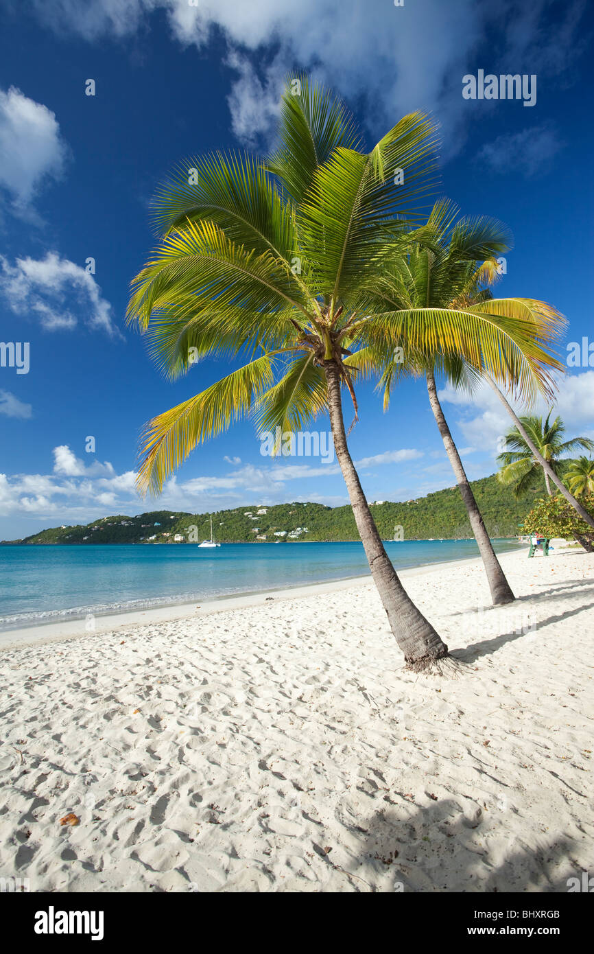 Palm trees at Magens Bay beach in US Virgin Islands Stock Photo