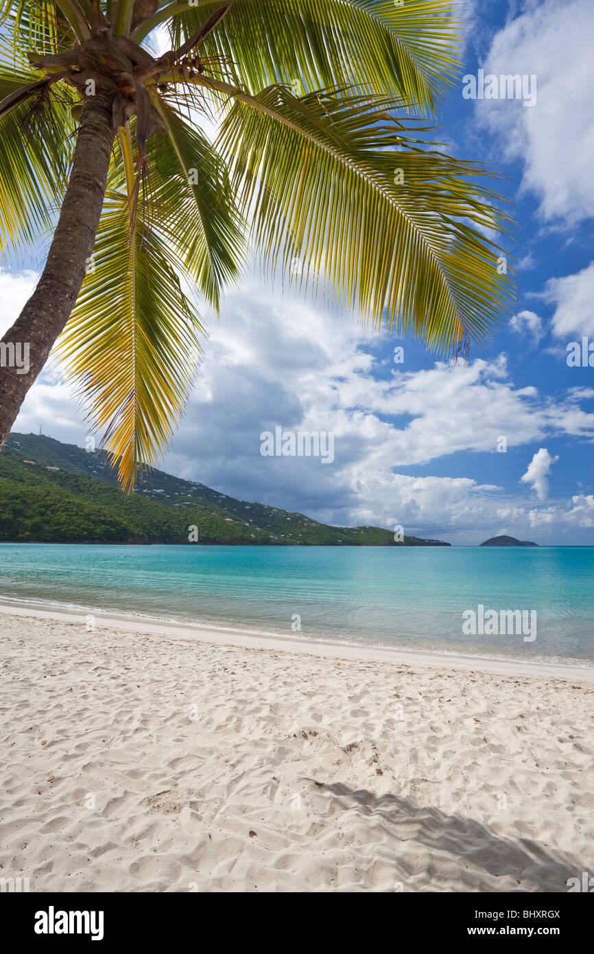 Palm tree on a tropical beach Stock Photo