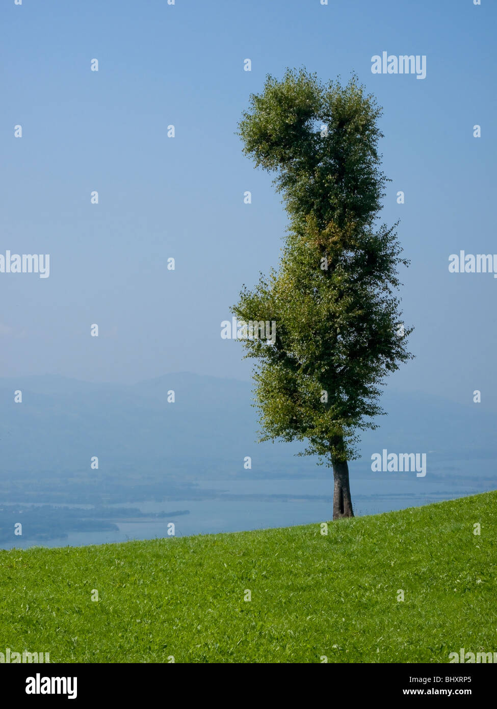 Meadows and individual trees hi-res stock photography and images - Alamy