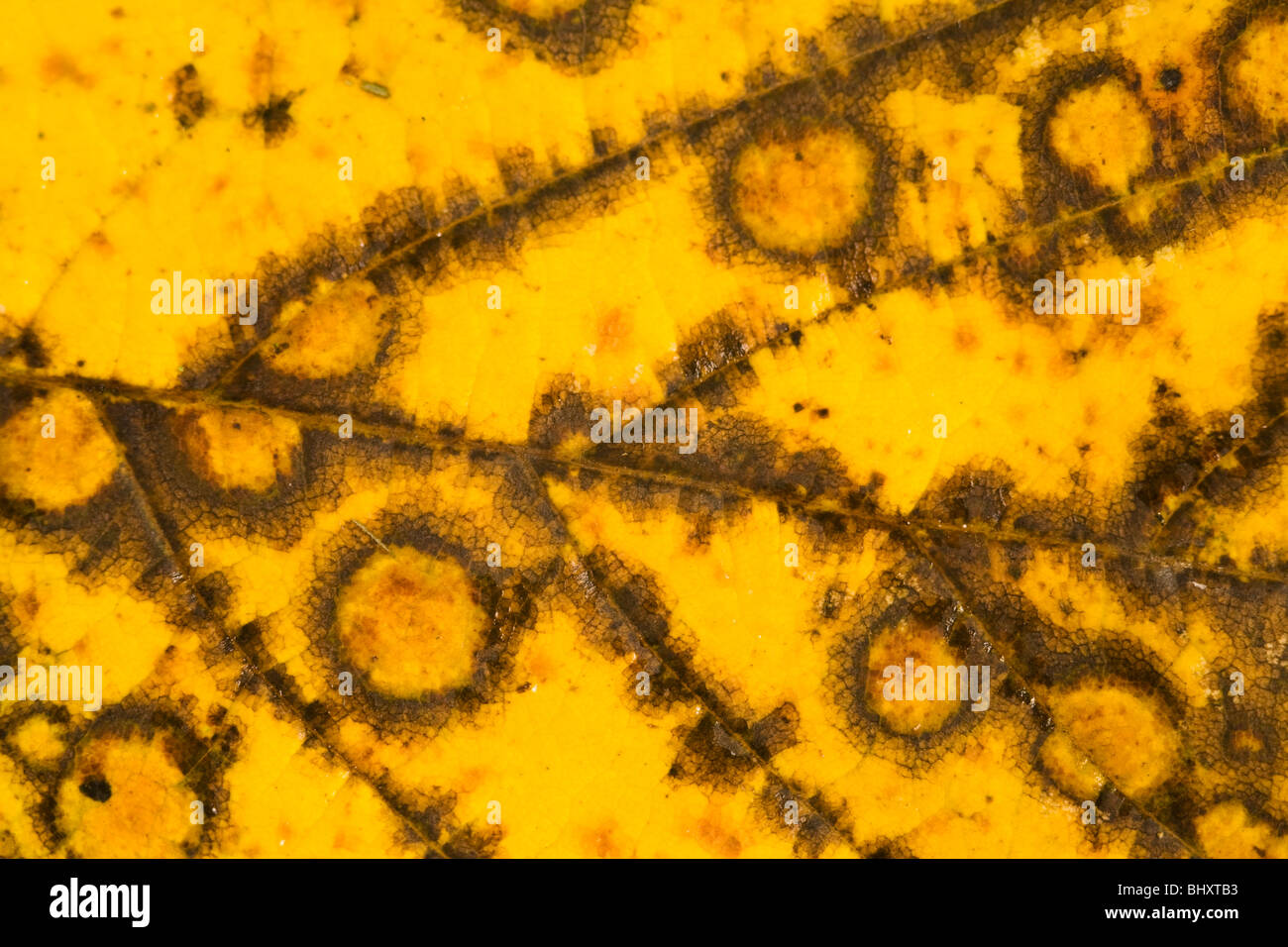 autumn foliage Stock Photo