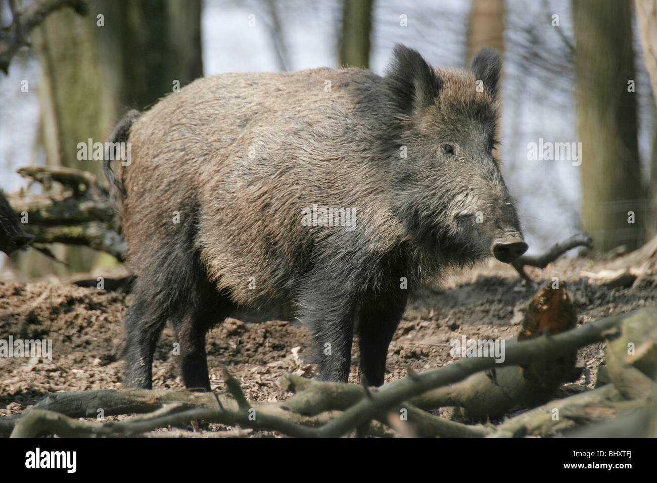 Fauna wild animals hi-res stock photography and images - Alamy
