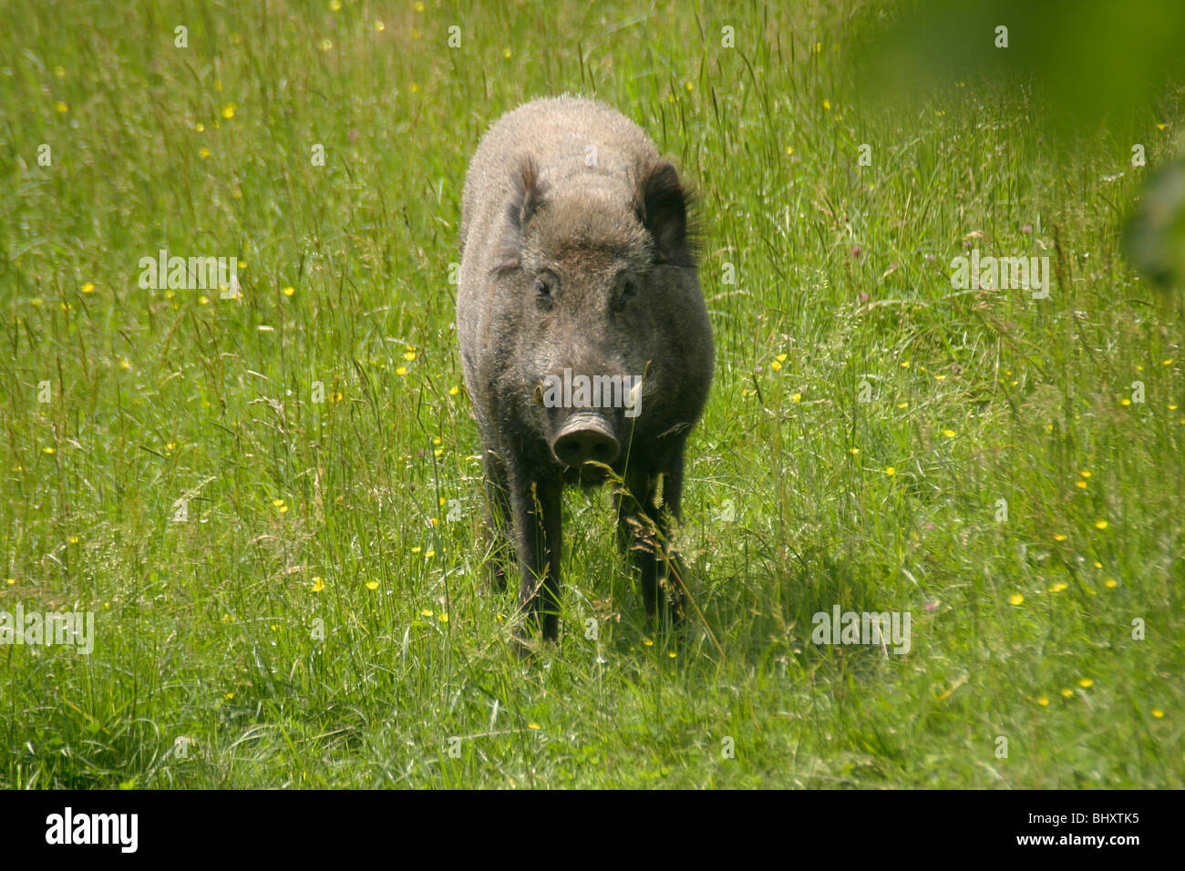 Wild pig on a meadow Stock Photo