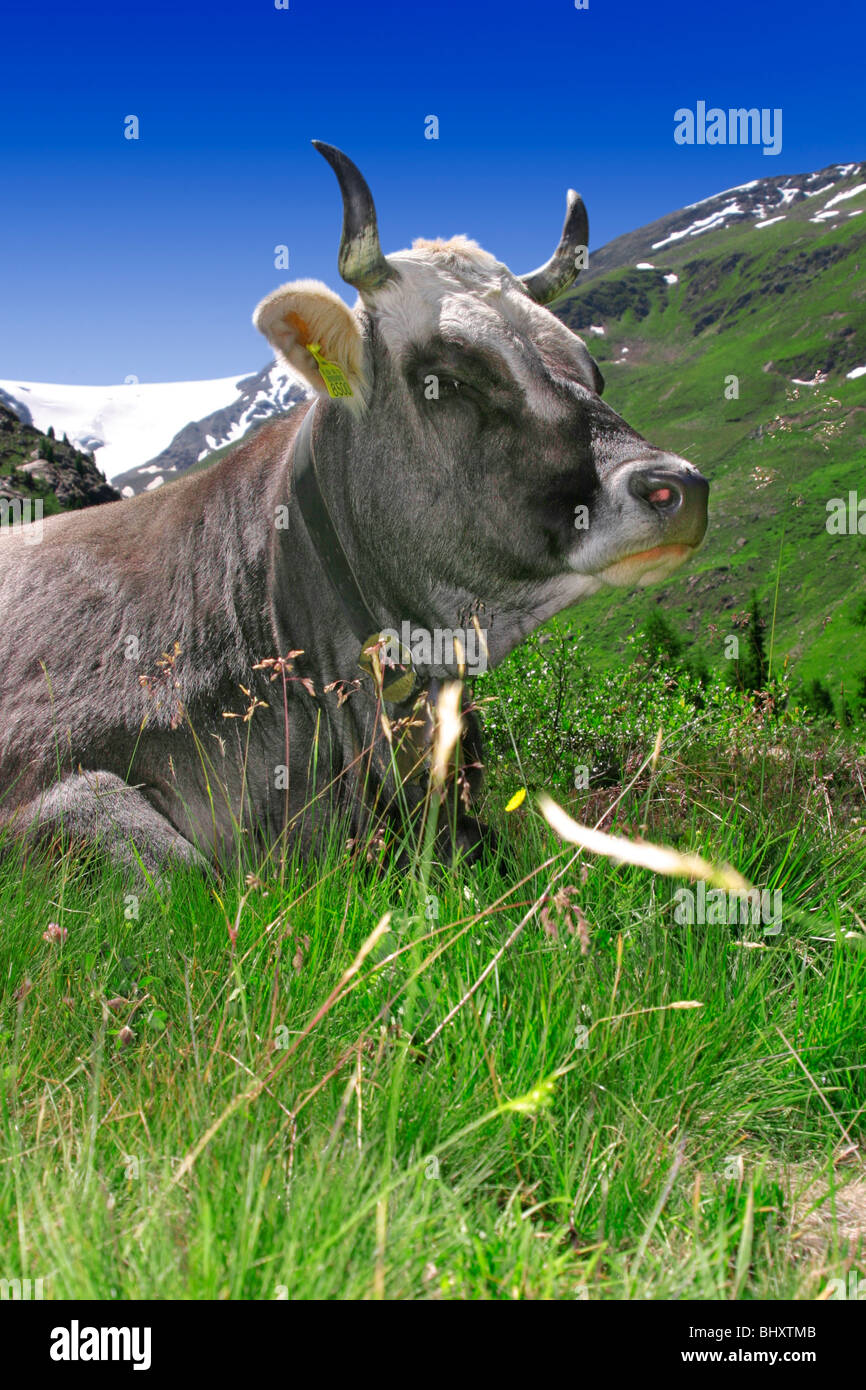 cow on a meadow Stock Photo - Alamy