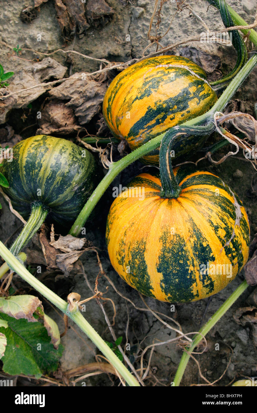 cucurbits Stock Photo