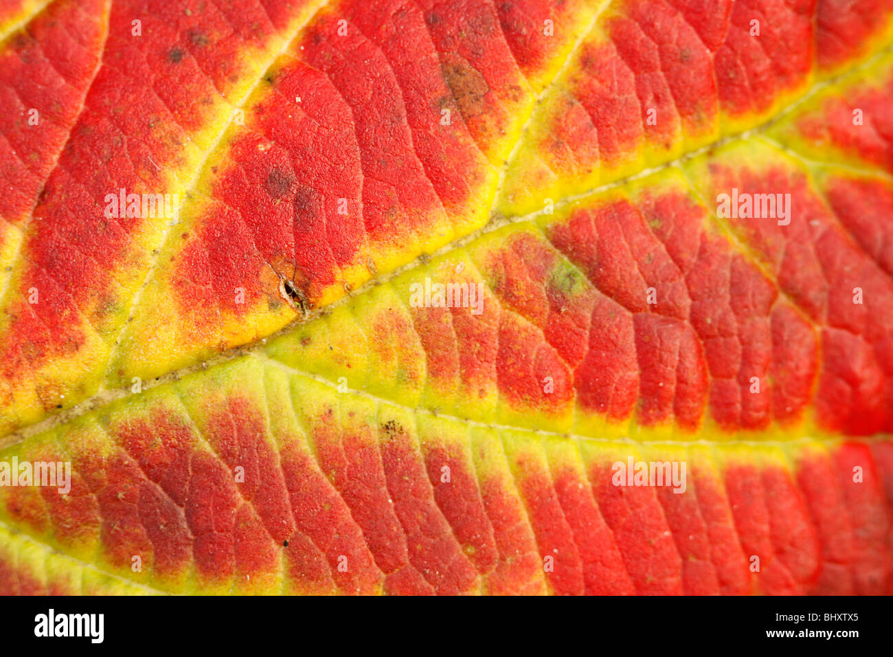 Autumn forest Stock Photo