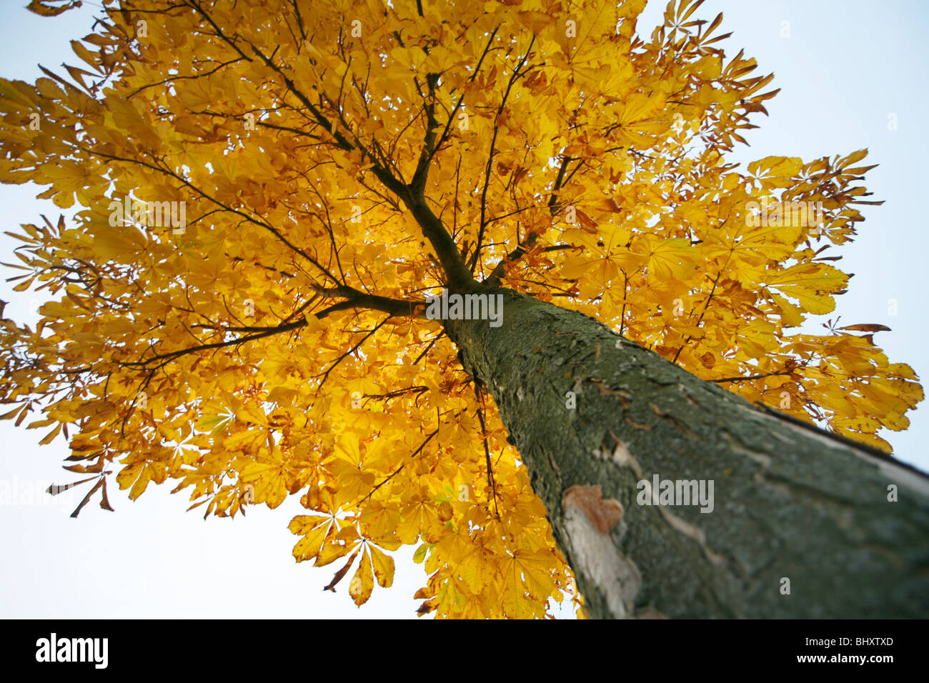 Chestnut in autumn Stock Photo