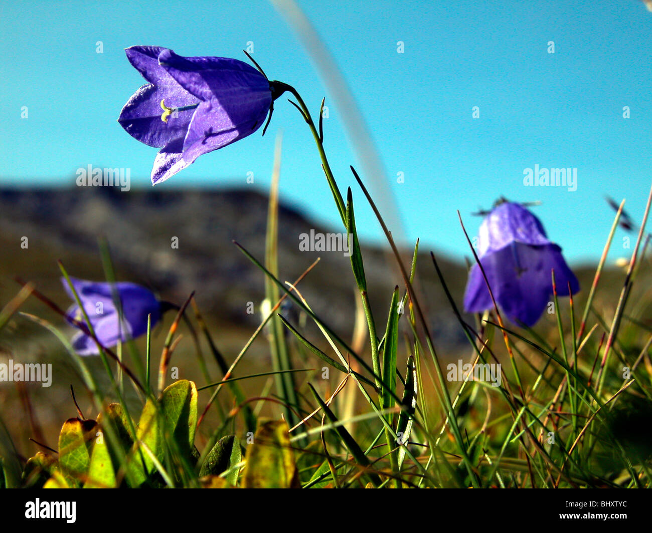 Bellflowers in the alps Stock Photo Alamy