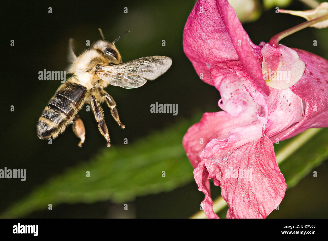flying honeybee (Apis) to come a Himalayan balsam [Impatiens glandulifera] Stock Photo