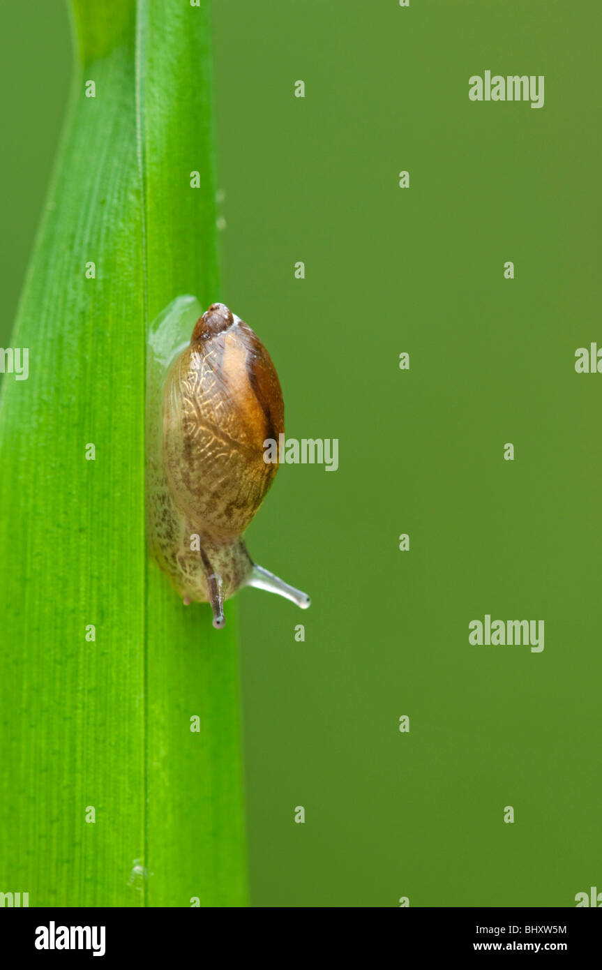 Amber Snail (Succinea putris), on rush Stock Photo