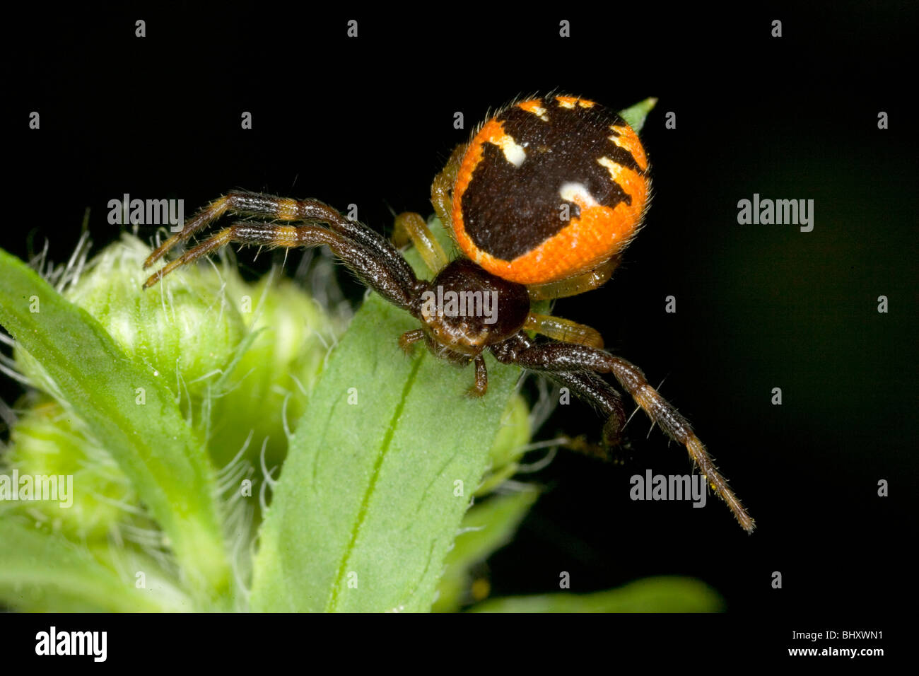 Synema globosum Stock Photo Alamy