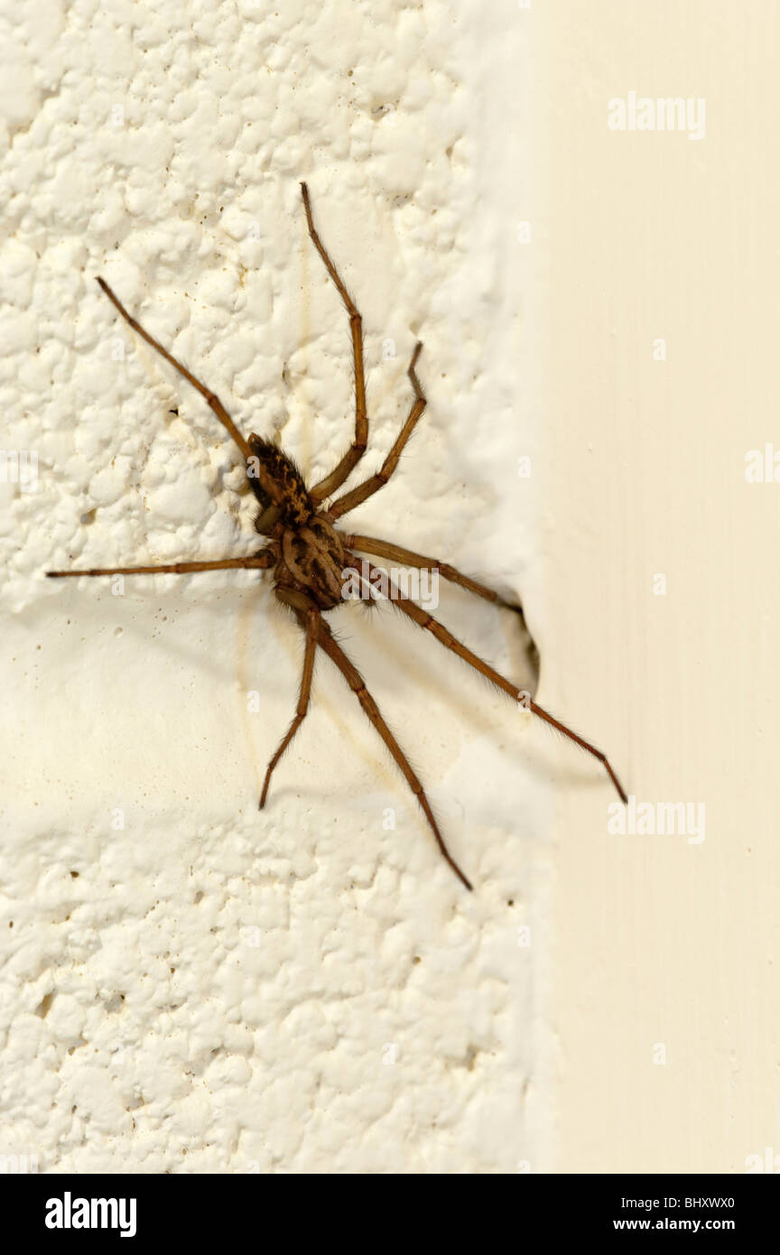 Large house spider (Tegenaria duellica (gigantica)) Stock Photo