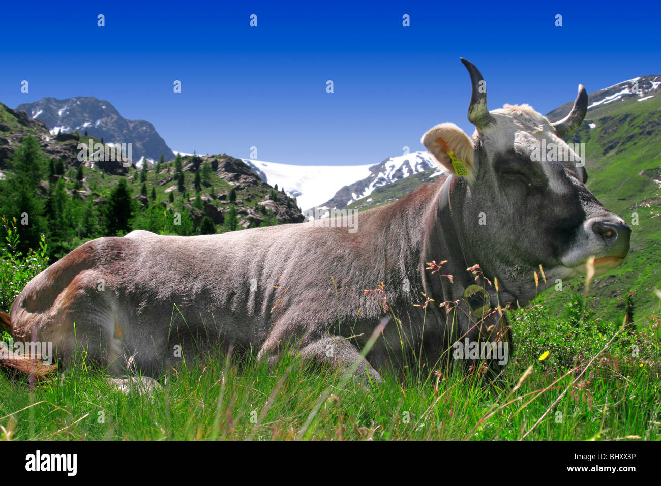 cow on a meadow Stock Photo - Alamy