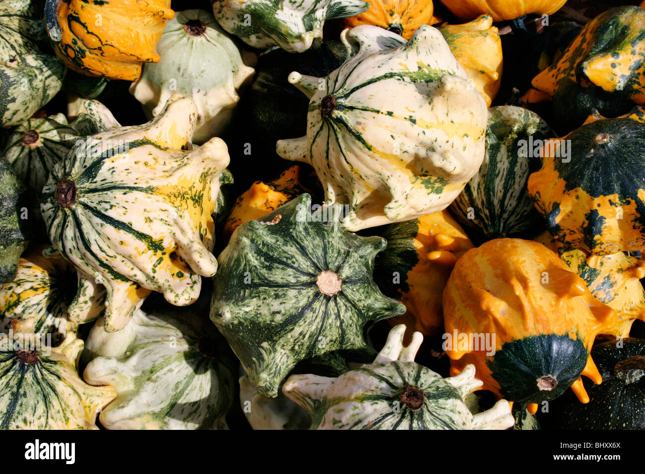 cucurbits Stock Photo