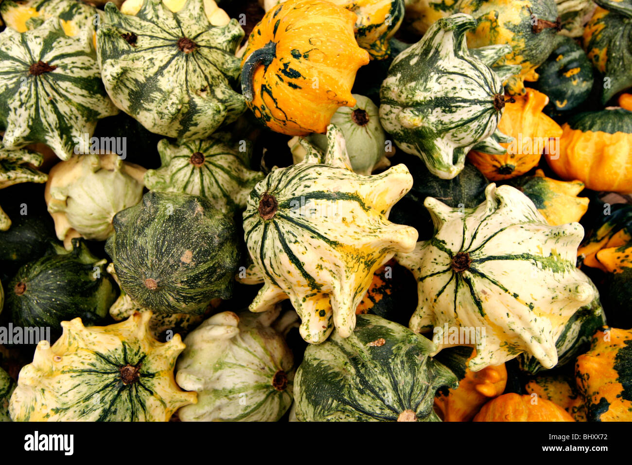 cucurbits Stock Photo