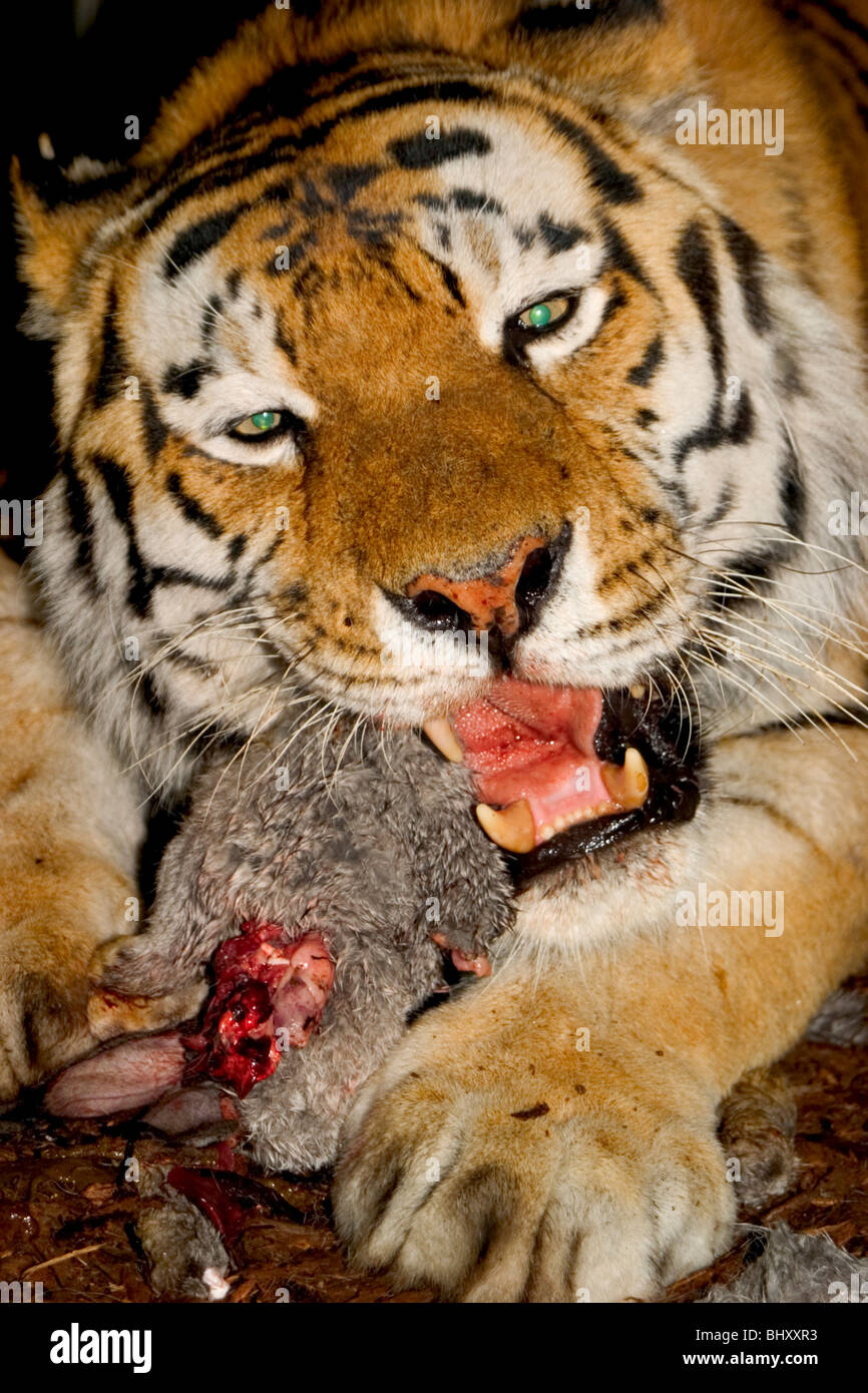 Tiger by eating Stock Photo