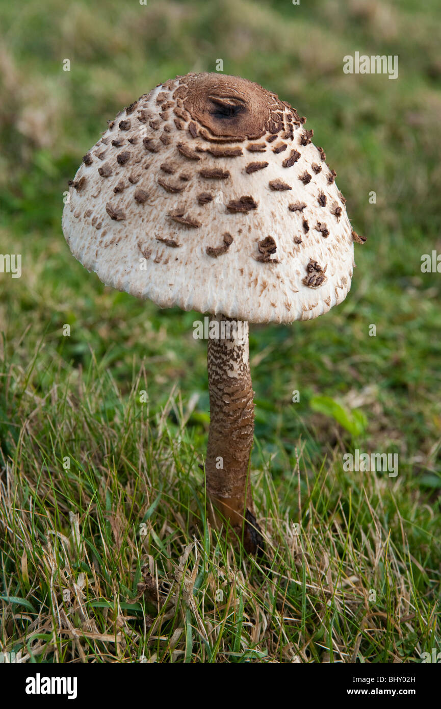 Page 4 - Shaggy Parasol Fungi High Resolution Stock Photography and Images  - Alamy