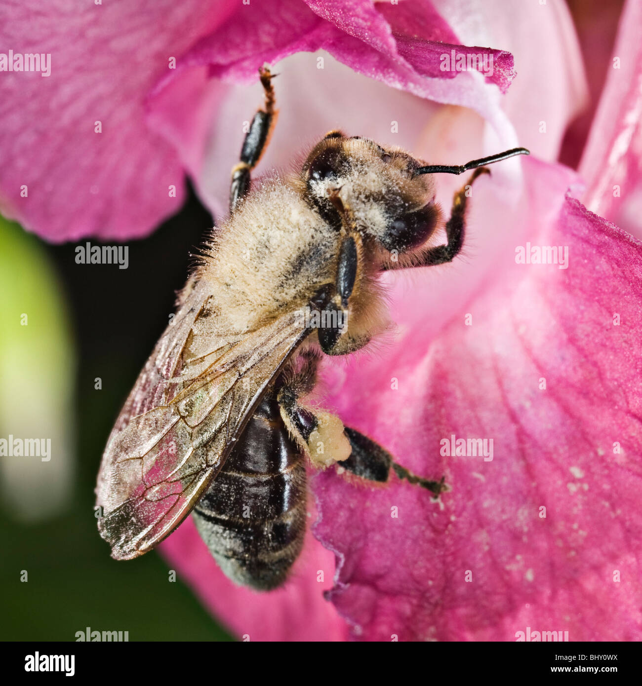 honeybee (Apis) on  a Himalayan balsam (Impatiens glandulifera) Stock Photo