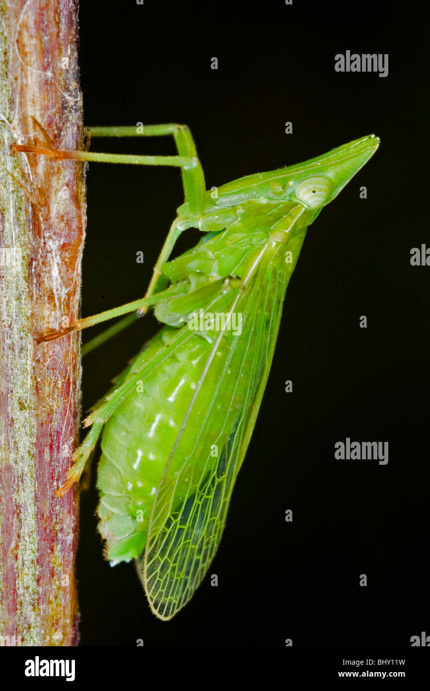 Homoptera