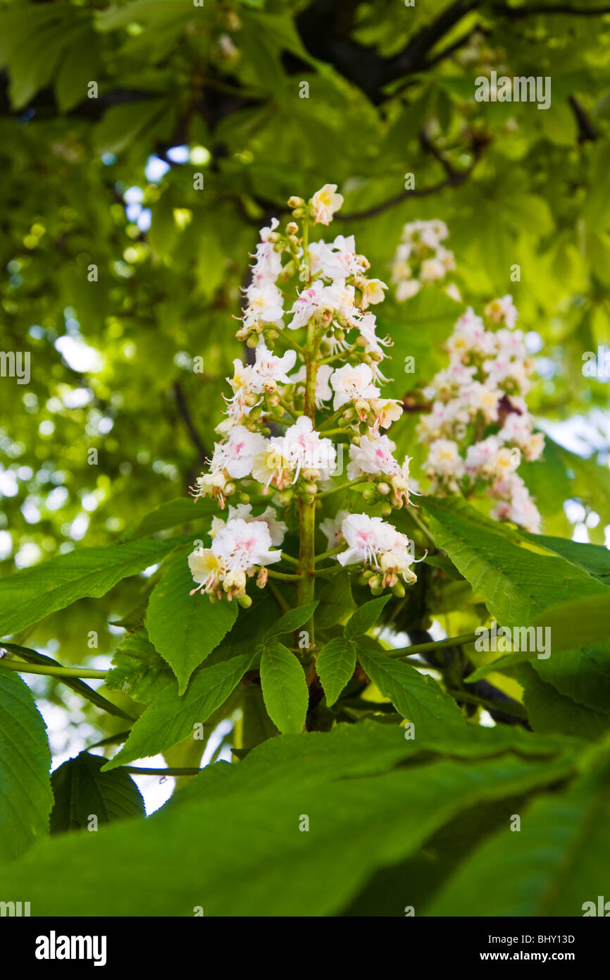 horse chestnuts blossoms Stock Photo