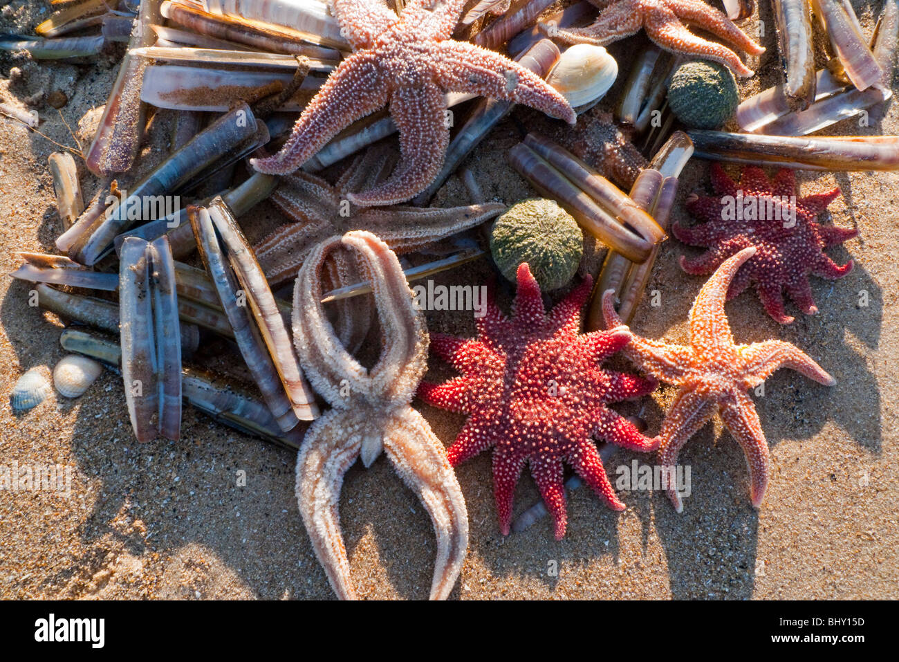 Shore storm debris - Star Fish, Sea Urchin, Razor shells Stock Photo