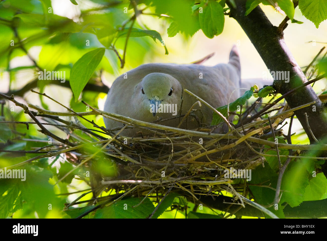 Eurasian collared dove  in a  nest Stock Photo