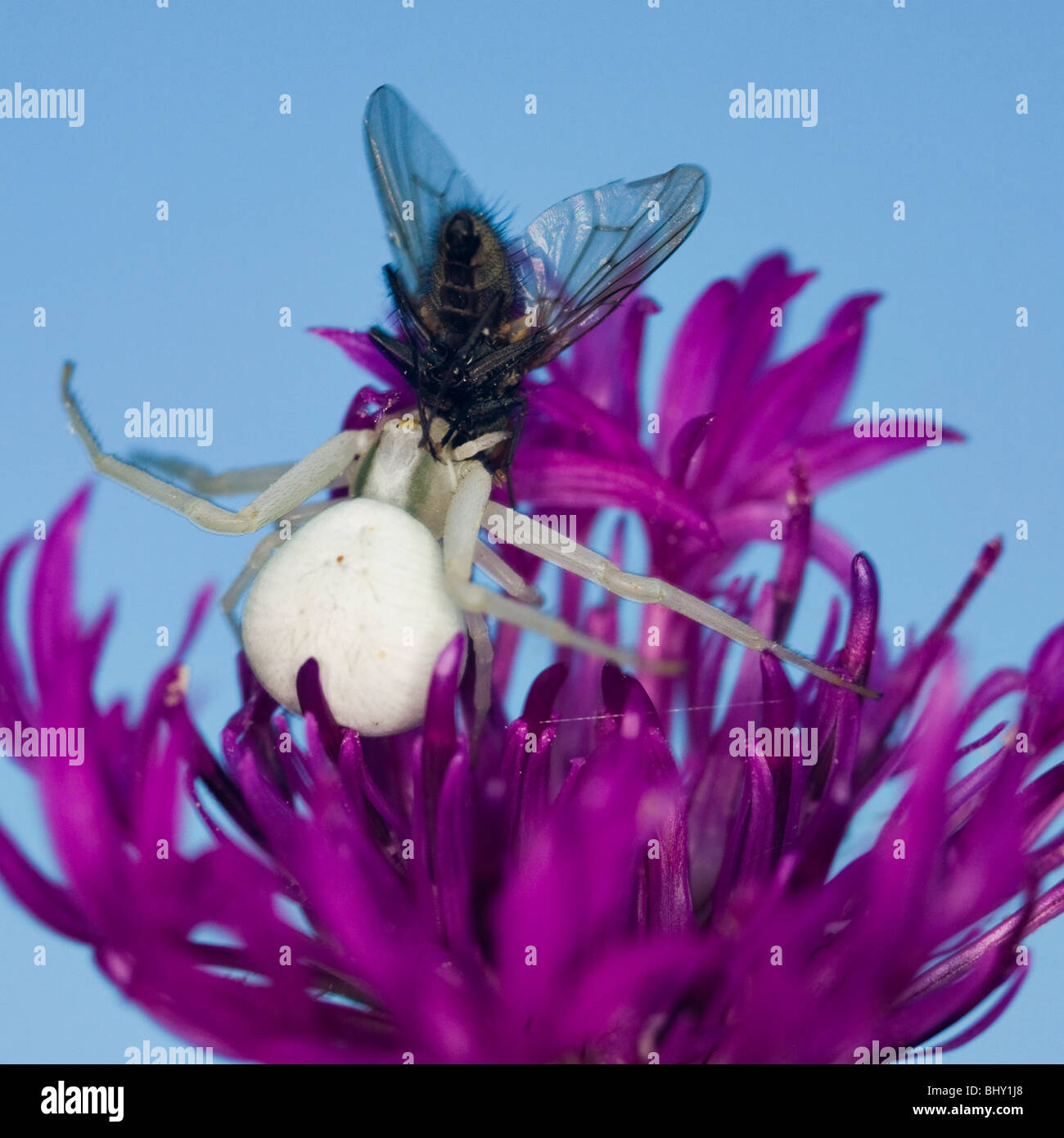 goldenrod crab spider (Misumenta vatia) Stock Photo