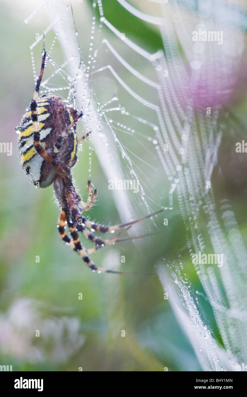 Wasp spider (Argiope bruennichi) Stock Photo