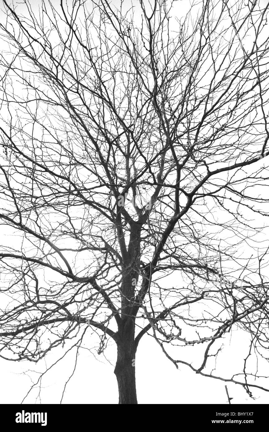 Broad leaved tree Stock Photo