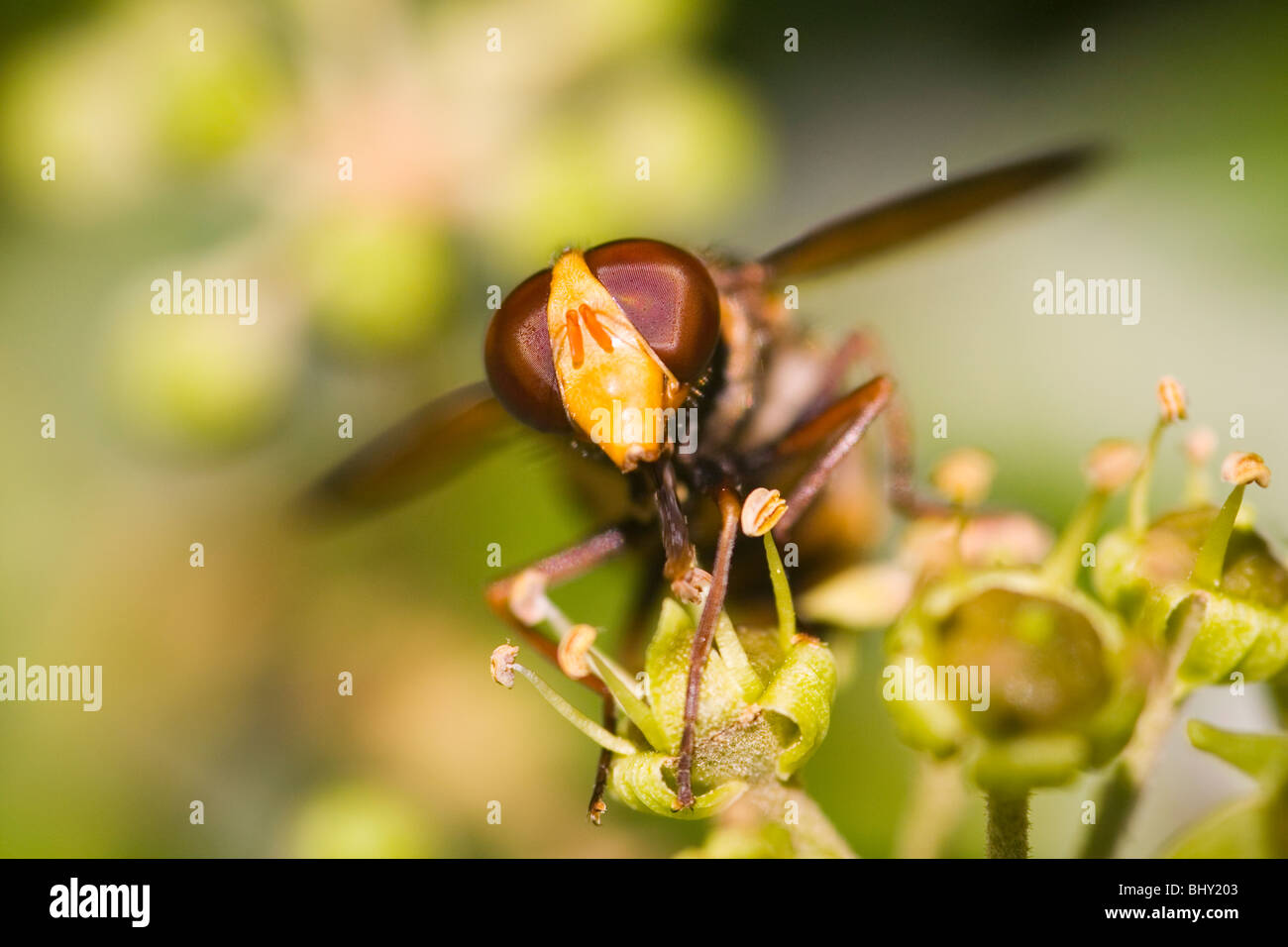 Nectar hoverflies hi-res stock photography and images - Alamy
