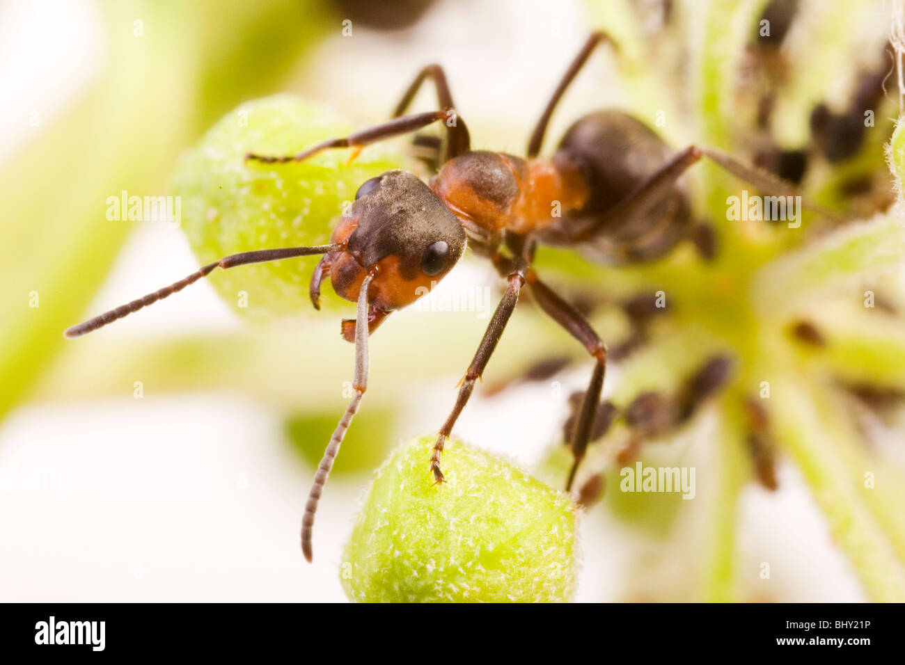 wood ant (Formica rufa) with Black Bean Aphid (Aphis fabae Stock Photo