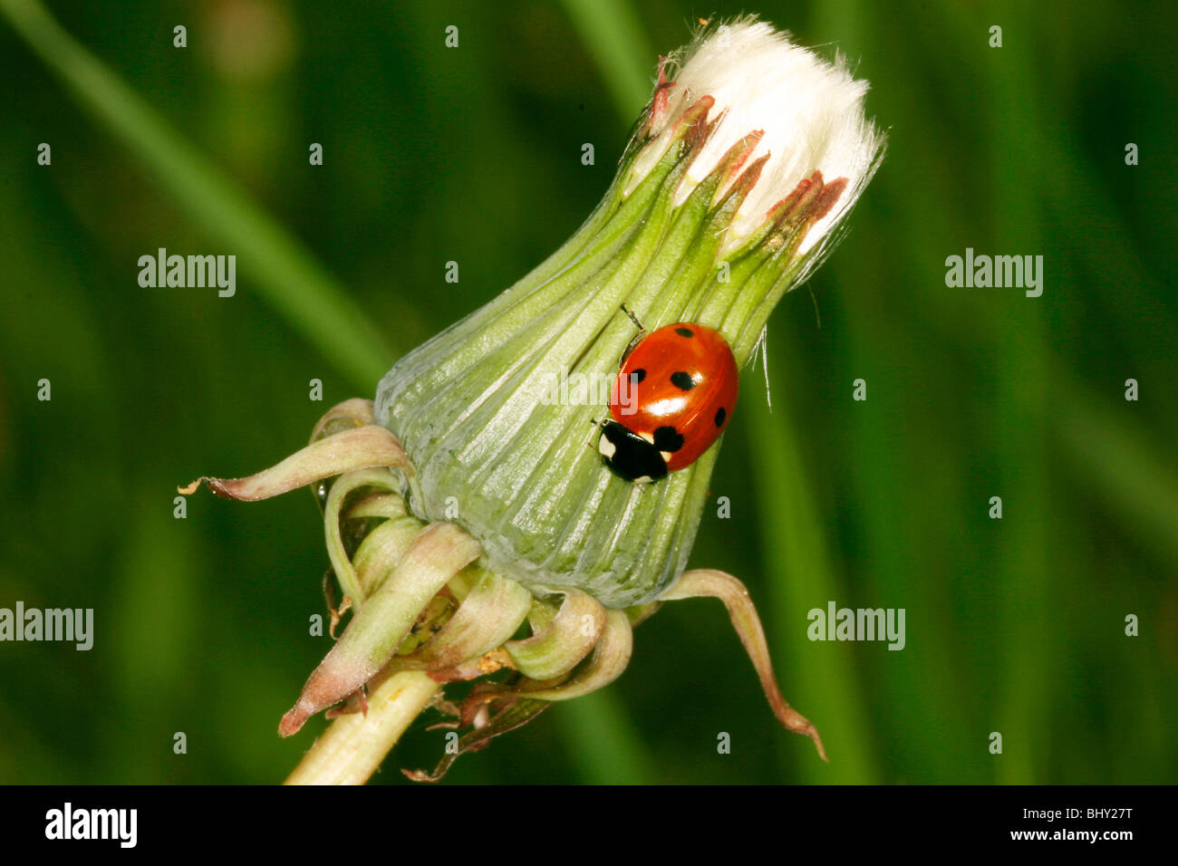 Ladybird on a dandelion Stock Photo