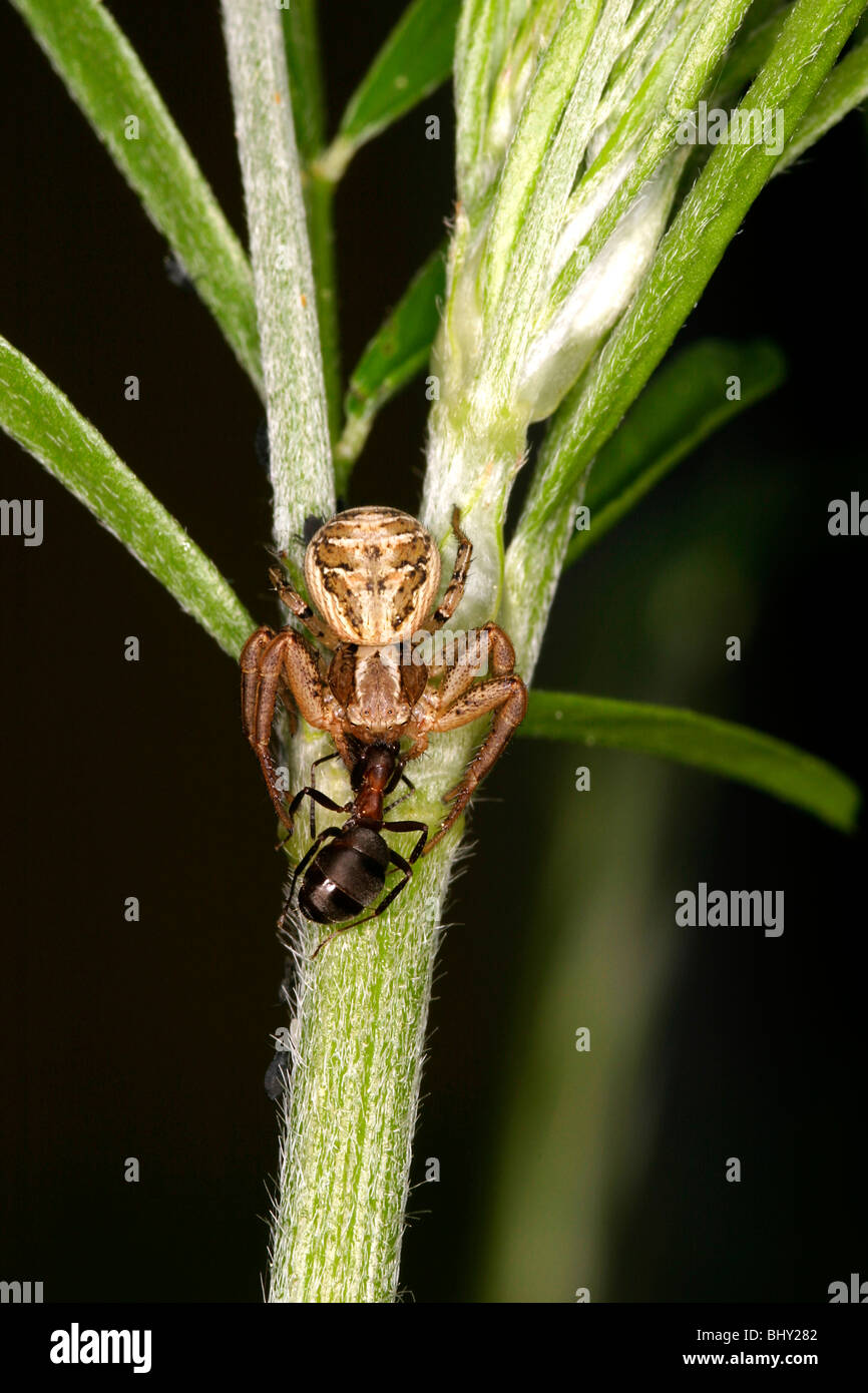 Brown crab spider (Xysticus cristatus) with eat from a ant Stock Photo