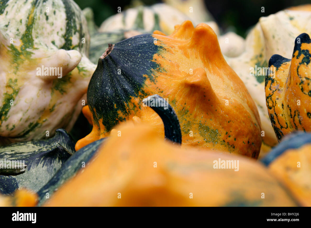 cucurbits Stock Photo